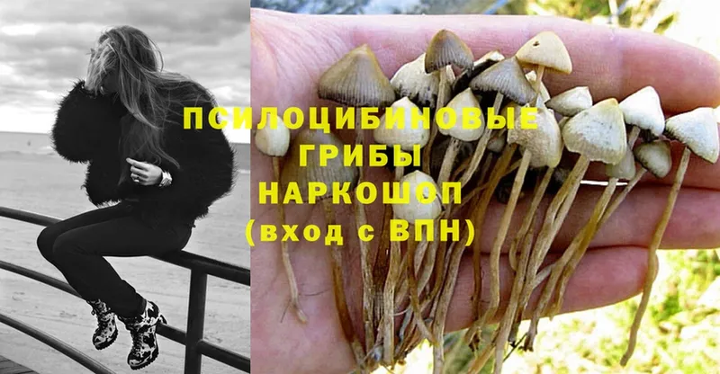 Псилоцибиновые грибы Magic Shrooms Дубна